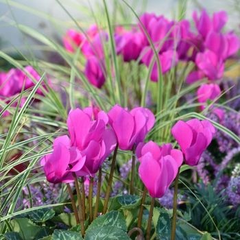 8 plantes sans entretien pour le cimetière