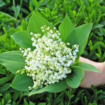 Le muguet et la fête du travail : histoire et signification d'une tradition populaire