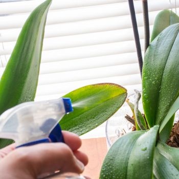 arrosage-entretien-orchidee-350x350 arrosage-entretien-orchidee-350x350