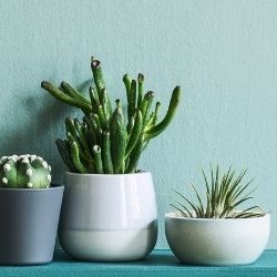 assortiment-plantes-grasses-930x250 assortiment-plantes-grasses-930x250