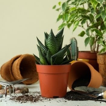 succulente-haute-pot-en-terre-350x350 succulente-haute-pot-en-terre-350x350