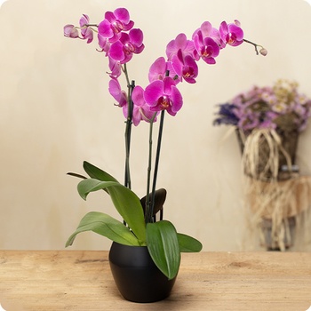 orchidee-rose-en-pot-livraison-de-fleurs-350x350-51909 orchidee-rose-en-pot-livraison-de-fleurs-350x350-51909