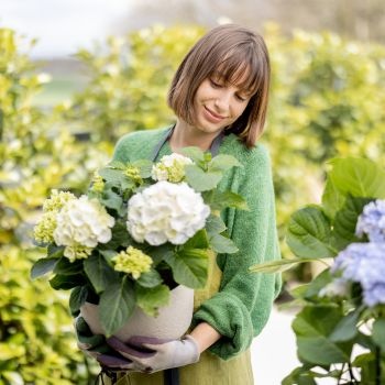 histoire-origines-hortensia-350x350 histoire-origines-hortensia-350x350