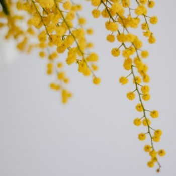Offrir des mimosas : quelle signification ?