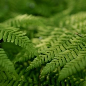 feuillages-bouquet-boheme-350x350 feuillages-bouquet-boheme-350x350