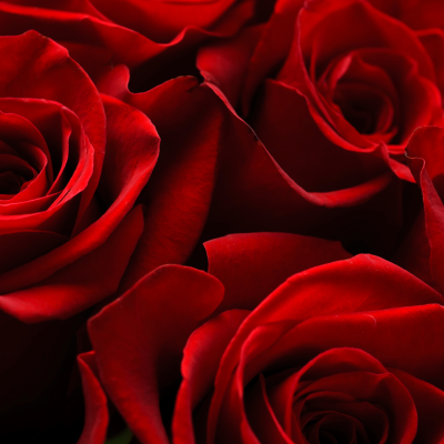 Saint-Valentin : top 5 des fleurs pour déclarer votre amour en 2025