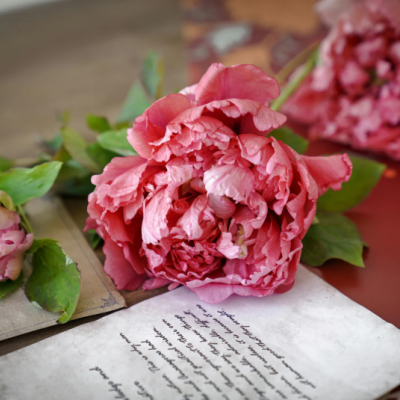 poesie pivoine poesie pivoine