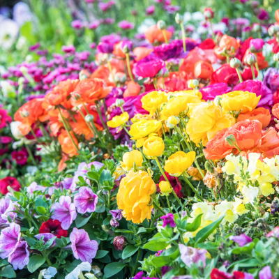 Massif de fleurs colorées en pleine floraison dans un jardin estival. On y retrouve un mélange harmonieux de pétunias, renoncules et mufliers dans des tons vifs de jaune, orange, rose, violet et blanc. Parfait pour illustrer la beauté d’un jardin d’ornement au printemps ou en été. massif-fleuri-jardin-printemps-ete
