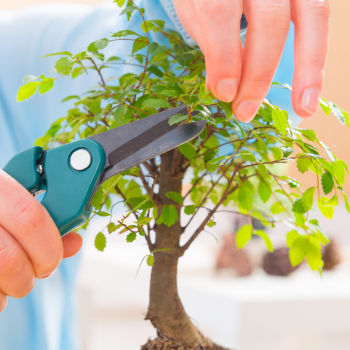 Entretenir un bonsai Entretenir un bonsai
