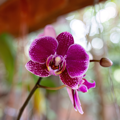 orchidée-phalaenopsis-rose-violette