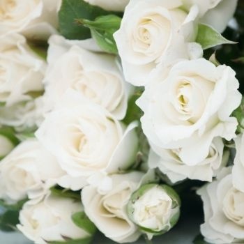 roses-blanches-350x350 roses-blanches-350x350