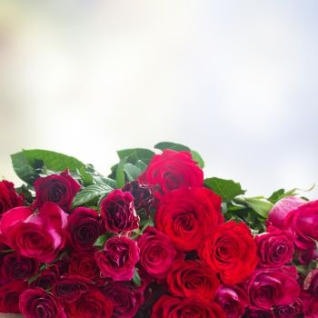 Rose saint Valentin Rose saint Valentin