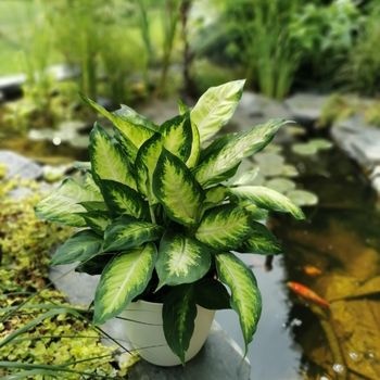 plante-ou-bouquet-fete-des-meres-350x350 plante-ou-bouquet-fete-des-meres-350x350