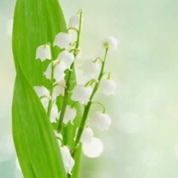 Muguet : plantation, floraison et entretien