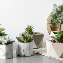 assortiment-succulentes-pots-blancs-930x250 assortiment-succulentes-pots-blancs-930x250