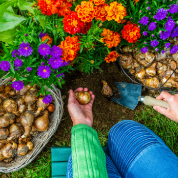 association-tulipes-plantes-350x350 association-tulipes-plantes-350x350