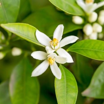 Les fleurs blanches odorantes : décorez et parfumez votre intérieur