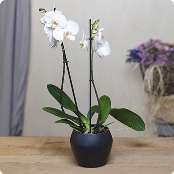 DÉCOUVRIR DÉCOUVRIR