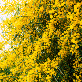 mimosa jaune de saison mimosa jaune de saison