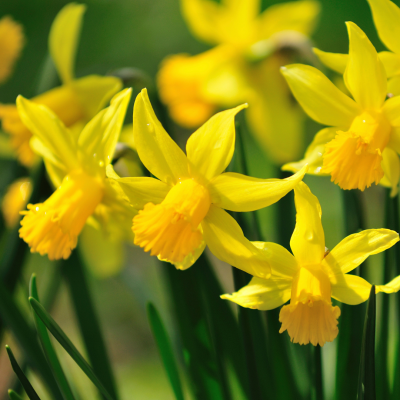 Bouquet de jonquilles jaunes éclatantes dans un jardin printanier. jonquilles-jaunes-bouquet-printemps