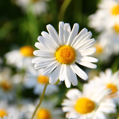 Marguerite blanche avec cœur jaune, photographiée en pleine nature sous la lumière du soleil. marguerite-blanche-coeur-jaune-nature