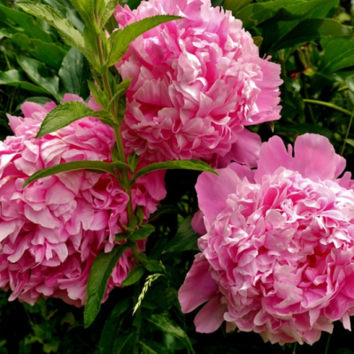 Quel est le symbole de la pivoine ?