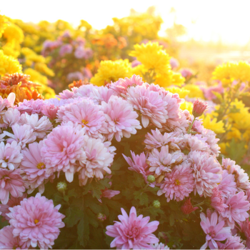 Pourquoi des chrysanthèmes à la Toussaint ?