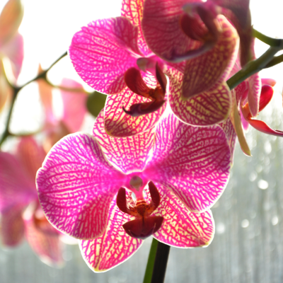 orchidée-phalaenopsis-rose-vif-gros-plan