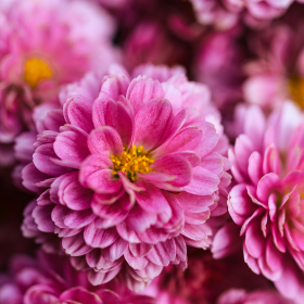 Gros chrysanthèmes roses