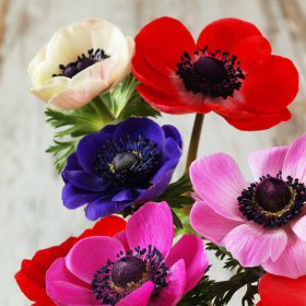 Photos_Blog_2 (280 × 280 px) (35) Photos_Blog_2 (280 × 280 px) (35)