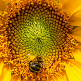 Le Tournesol dans l'Histoire et la Culture