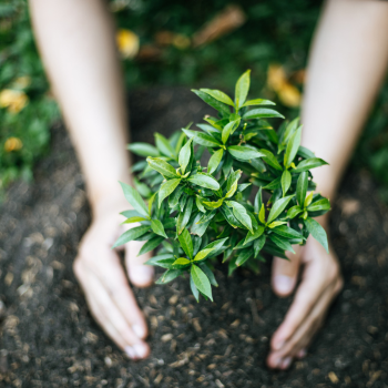 Planter un arbre Planter un arbre