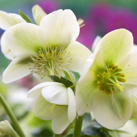 hellebore-rose-noel-fleur-hiver