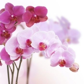 orchidees-rose-350x350 orchidees-rose-350x350