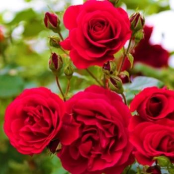 rosier avec belles roses ouvertes de couleur rouge