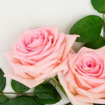 Jolie rose rose ouvert
