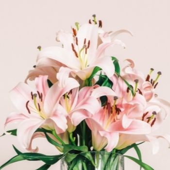Offrir des fleurs de lys : signification et symbolique | 123fleurs
