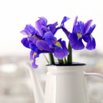 bouquet de jolis et délicats iris