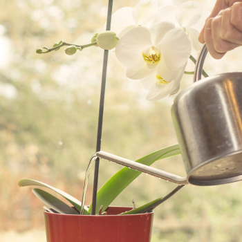 Arrosoir pour orchidée 