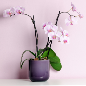 Orchidée rose  trois branches avec pot violet