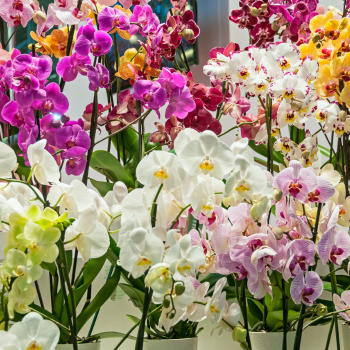 Nombreuses orchidées multicolore chez un fleuriste local
