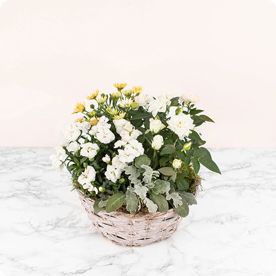 Cette élégante composition pour deuil est composée de plantes fleuries aux teintes blanches, accompagnées de délicats végétaux.