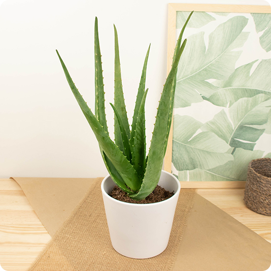L'Aloe Vera est une jolie plante décorative qui apportera une touche lumineuse et naturelle en intérieur et habillera élégamment le rebord ensoleillé de votre fenêtre !