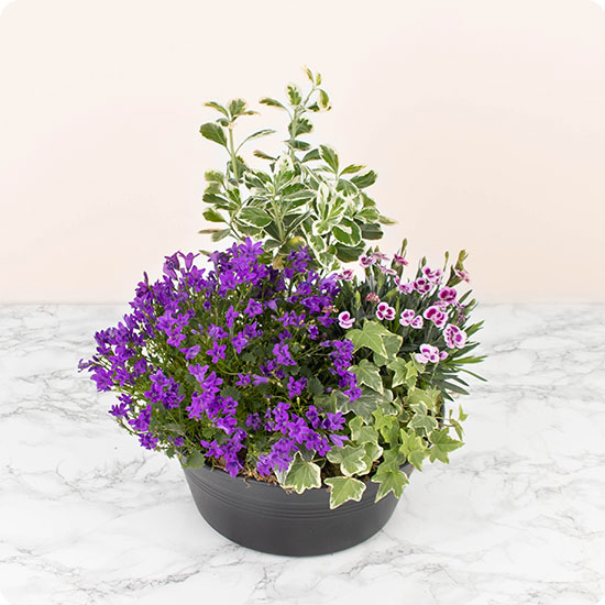 Cette belle création florale est composée de végétaux et de plantes fleuries soigneusement assemblées par un artisan fleuriste, créant un harmonieux camaïeu de teintes violettes.