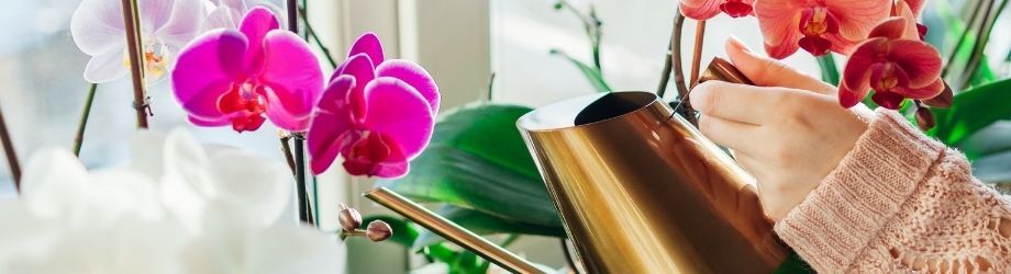 Arroser une orchidée fushia