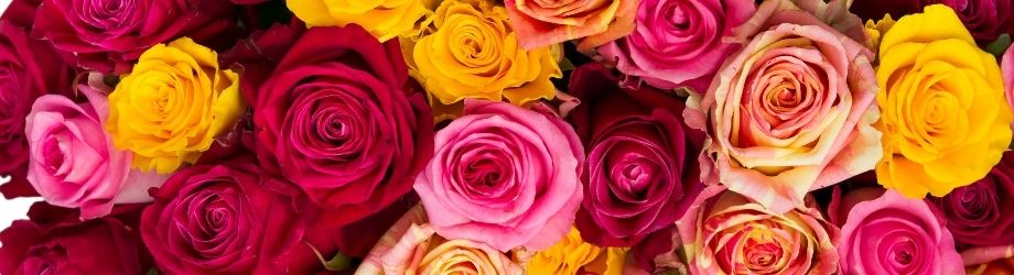 gros bouquet de roses multicolores