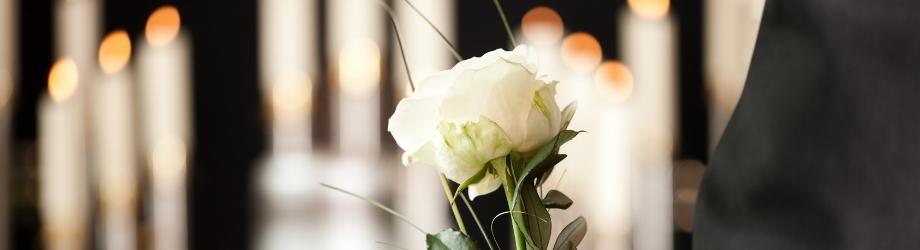 Rose blanche ouverte pour présenter ses condoléances