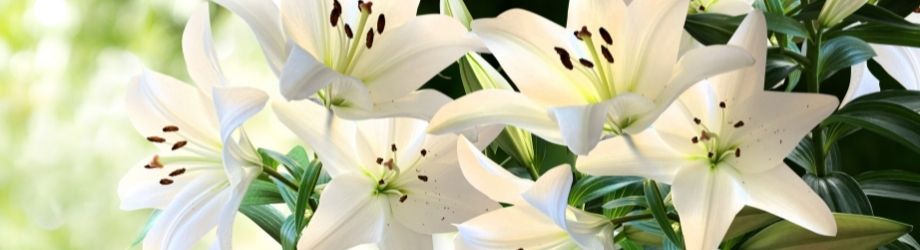 fleurs de Lys blanc