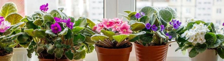 Arroser ses fleurs en pot : 5 règles à connaître