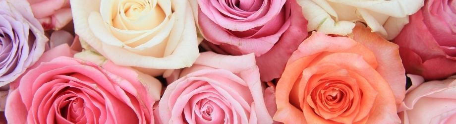 Offrir des roses : signification et symbolique | 123fleurs